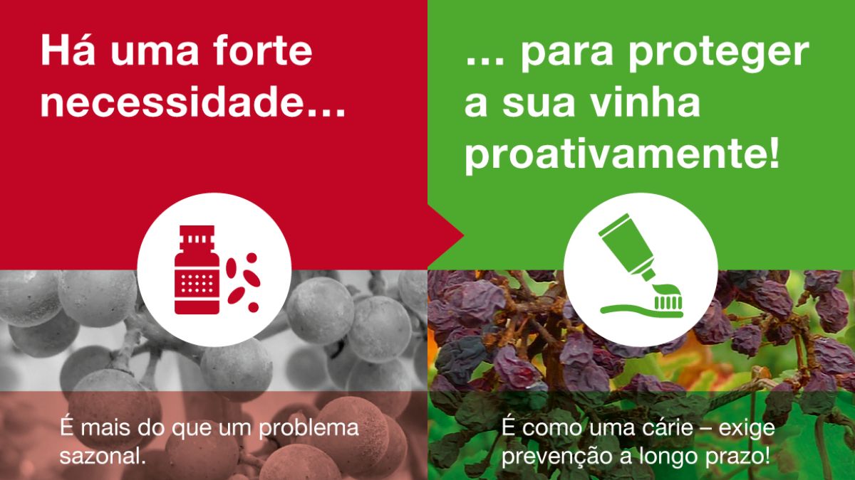 DLV: quais são os principais desafios dos viticultores?