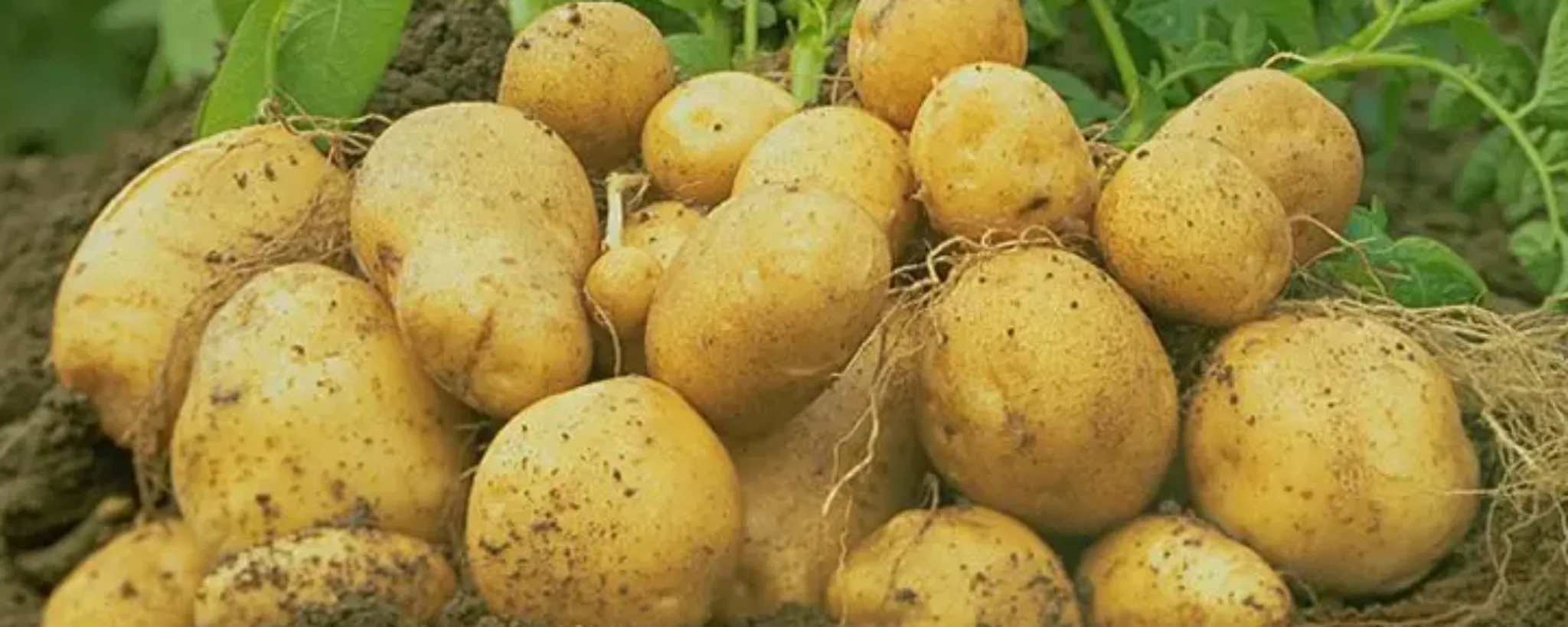 Batata