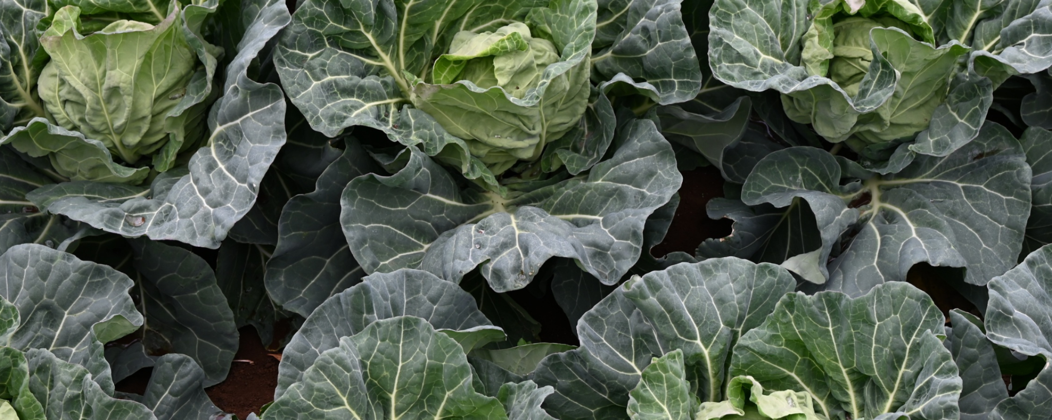 Hortícolas