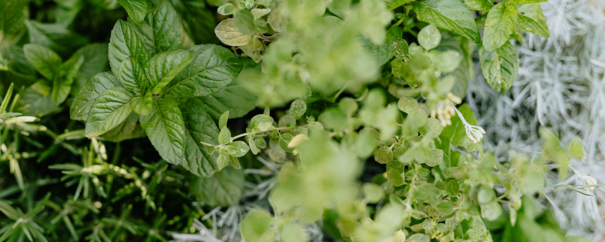 Ervas aromáticas