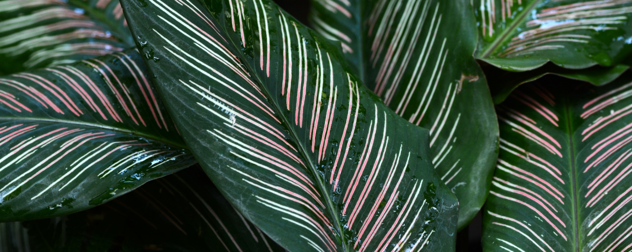Plantas ornamentais