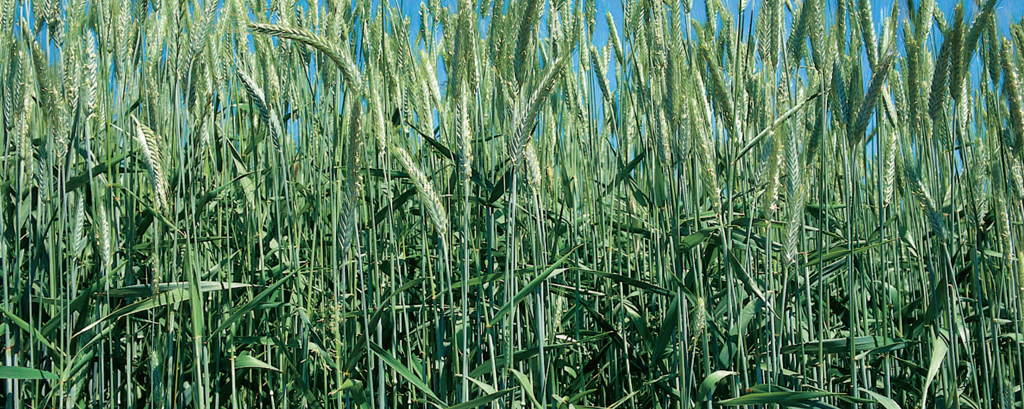 Triticale