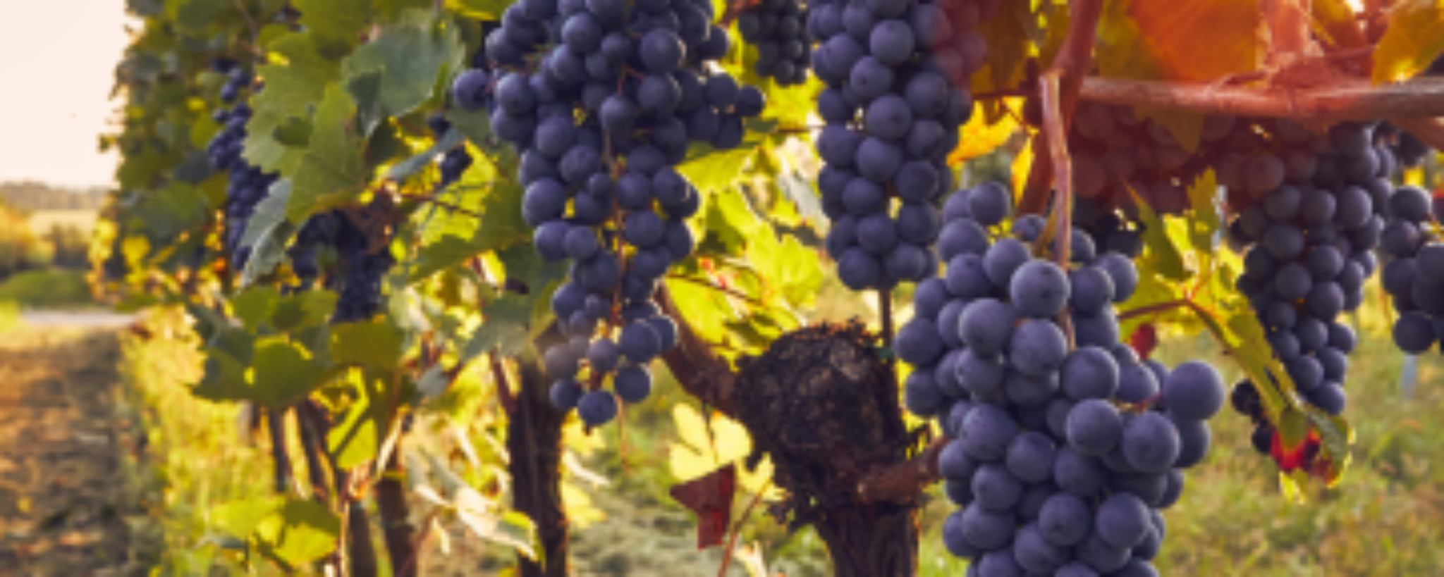 Vinha (uva de vinho)