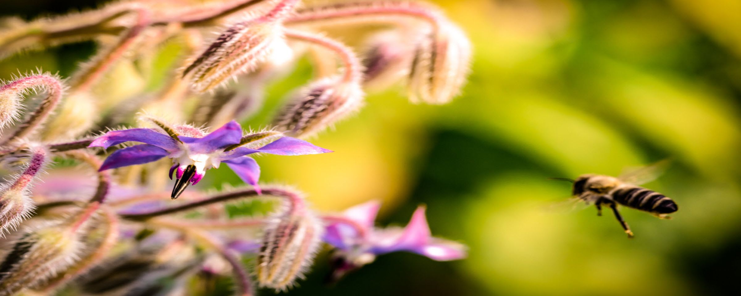 BeesFlowers