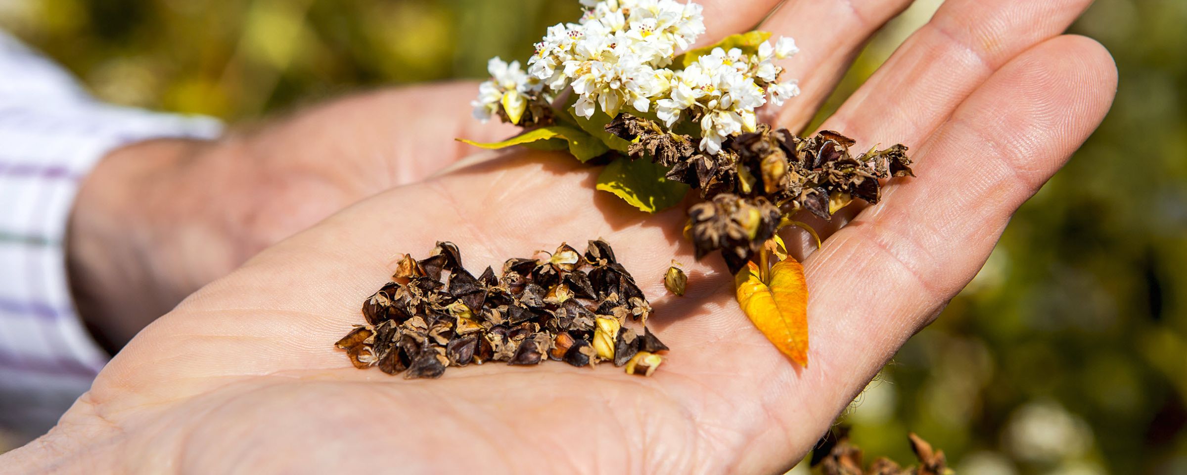 HandsemFlor