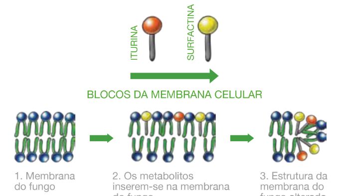 Serifel, o fungicida biológico para uma proteção equilibrada das culturas